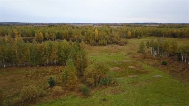 Aerial view of the field with trees covered with yellow foliage and lake on background — Stock Video