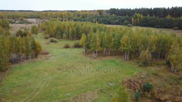 Vista aérea del campo con árboles cubiertos de follaje amarillo y lago sobre fondo — Vídeos de Stock