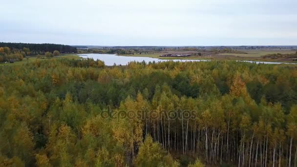 Vue aérienne du champ avec des arbres couverts de feuillage jaune et un lac en arrière-plan 