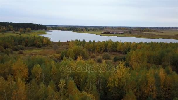 Luftaufnahme des Feldes mit Bäumen mit gelbem Laub und See im Hintergrund — Stockvideo