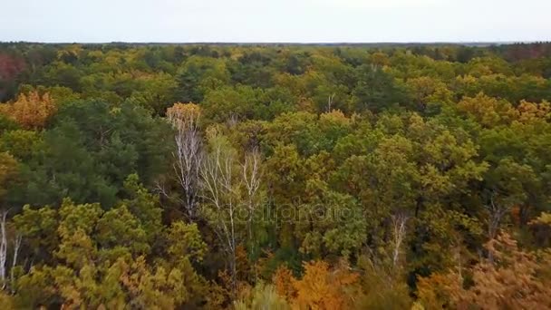 Letecký pohled na pole se stromy pokryté žlutého listí a jezero na pozadí — Stock video