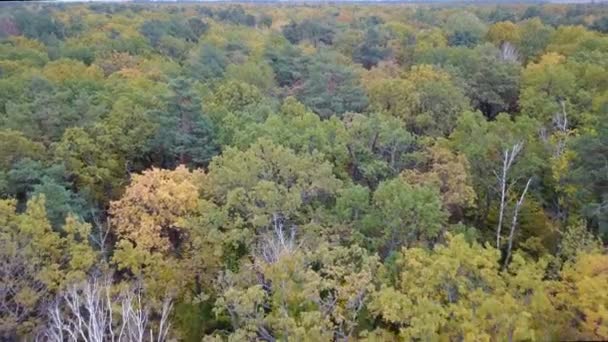 Vue aérienne de la forêt avec des arbres couverts de feuillage jaune — Video