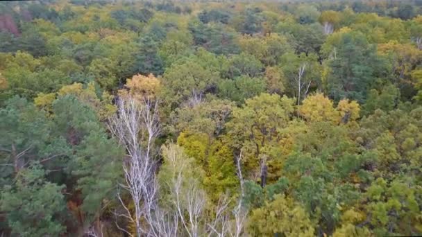 Vue aérienne de la forêt avec des arbres couverts de feuillage jaune — Video