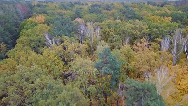 Sarı yapraklar ve yol havadan görünümü ormanın ağaçları ile kaplı — Stok video