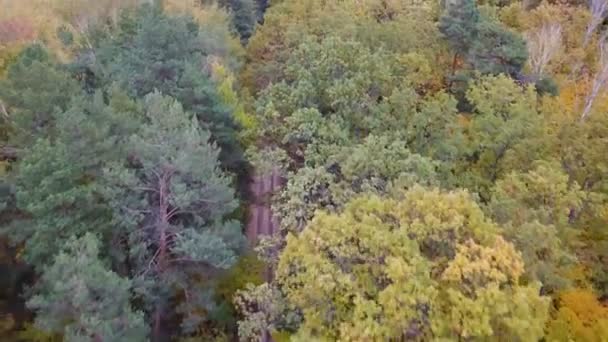 Widok z lotu ptaka lasu z drzewa pokryte żółtych liści i drogi — Wideo stockowe