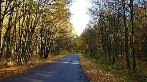 De weg in het gele herfst bos met alley — Stockvideo