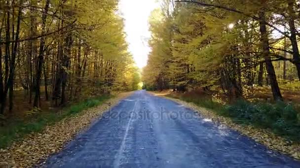 ถนนในป่าฤดูใบไม้ร่วงสีเหลืองที่มีตรอก — วีดีโอสต็อก