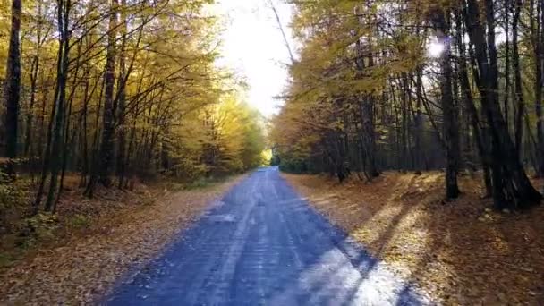 El camino en el bosque amarillo de otoño con callejón — Vídeos de Stock