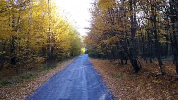 Дорога в желтом осеннем лесу с аллеей — стоковое видео