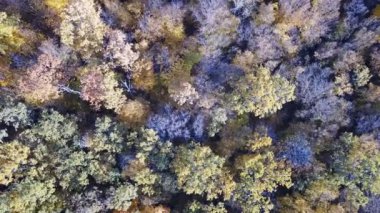 Sarı yapraklar, üstten görünüm havadan görünümü ormanın ağaçları ile kaplı