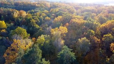 Orman ağaçları ile hava yakından görmek sarı yapraklar ile kaplı