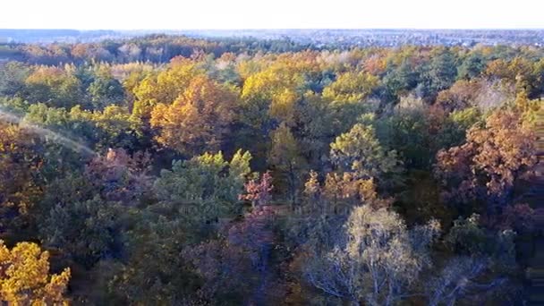 Zblízka pohled lesa se stromy pokryté žluté listy — Stock video