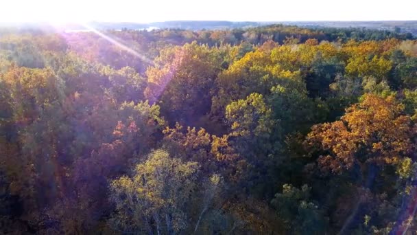 Вид с высоты птичьего полета на лес с деревьями, покрытыми желтой листвой — стоковое видео