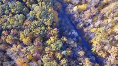 Sarı yapraklar ve yol havadan görünümü ormanın ağaçları ile kaplı