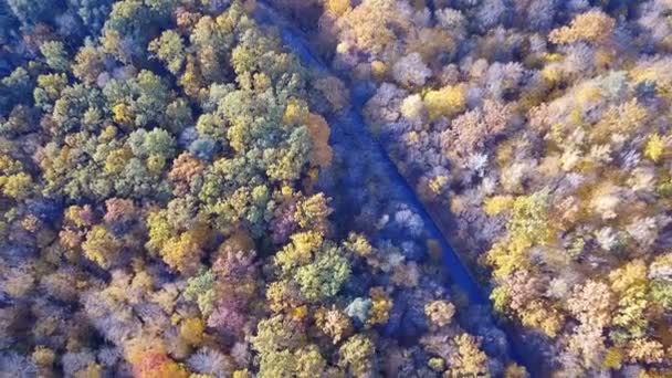 Вид с воздуха на лес с деревьями, покрытыми желтой листвой и дорогой — стоковое видео