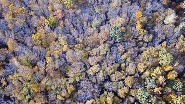 Вид з повітря на ліс з деревами, покритими жовтим листям, вид зверху — стокове відео