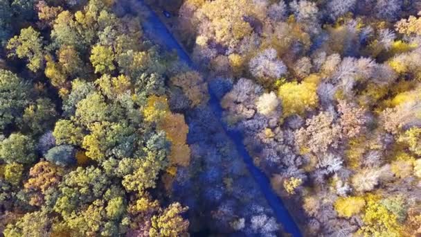 Vue aérienne de la forêt avec des arbres couverts de feuillage jaune et de route — Video