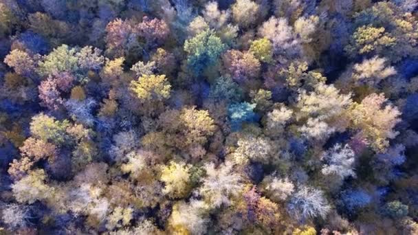 Vista aérea del bosque con árboles cubiertos de follaje amarillo, vista superior — Vídeos de Stock