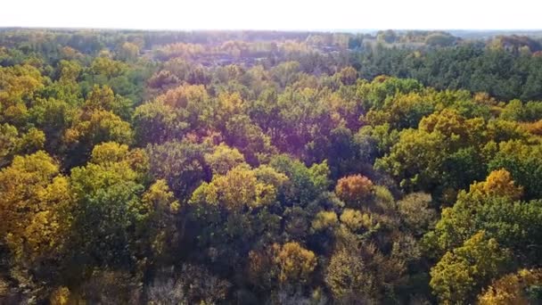 Вид с воздуха на лес с деревьями, покрытыми желтой листвой — стоковое видео