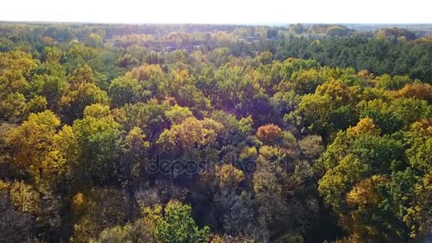 Вид с воздуха на лес с деревьями, покрытыми желтой листвой — стоковое видео