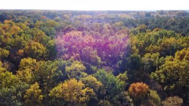 Sarı yapraklar ile havadan görünümü ormanın ağaçları ile kaplı