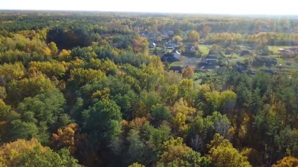 Vue aérienne de la forêt avec des arbres couverts de feuillage jaune — Video