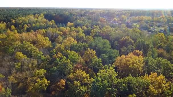 Letecký pohled na lesní stromy pokryté žluté listy — Stock video