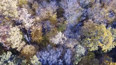 Sarı yapraklar ile havadan görünümü ormanın ağaçları ile kaplı