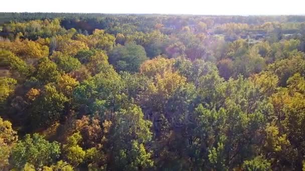 Вид з повітря на ліс з деревами, покритими жовтим листям — стокове відео