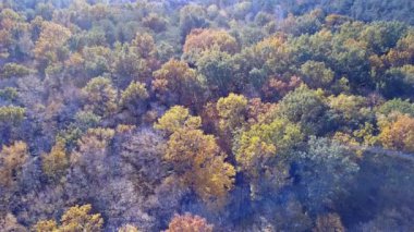 Sarı yapraklar ile havadan görünümü ormanın ağaçları ile kaplı