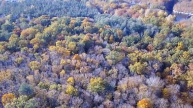 Sarı yapraklar ile havadan görünümü ormanın ağaçları ile kaplı