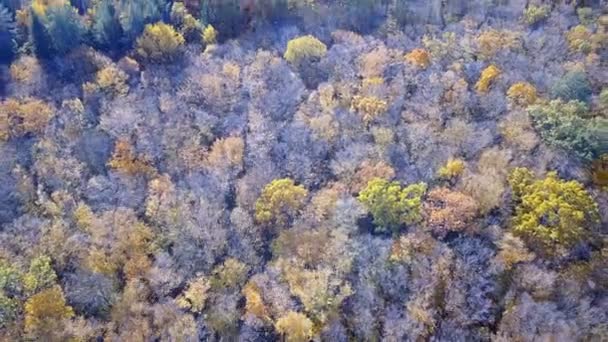 Vue aérienne de la forêt avec des arbres couverts de feuillage jaune — Video