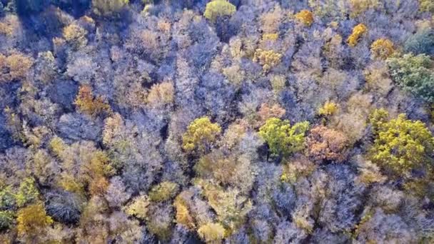 Veduta aerea della foresta con alberi ricoperti di fogliame giallo — Video Stock