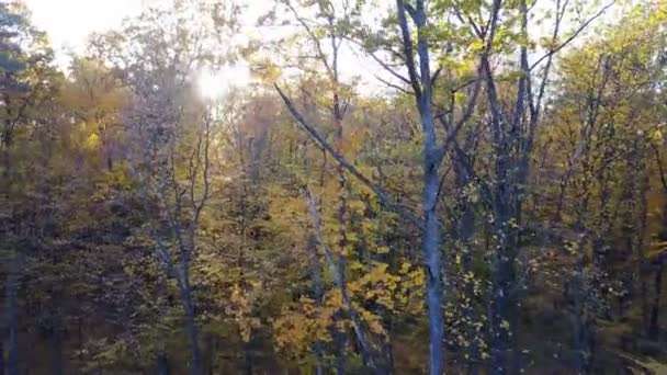 Vista de cerca de los árboles en el bosque con follaje amarillo — Vídeos de Stock