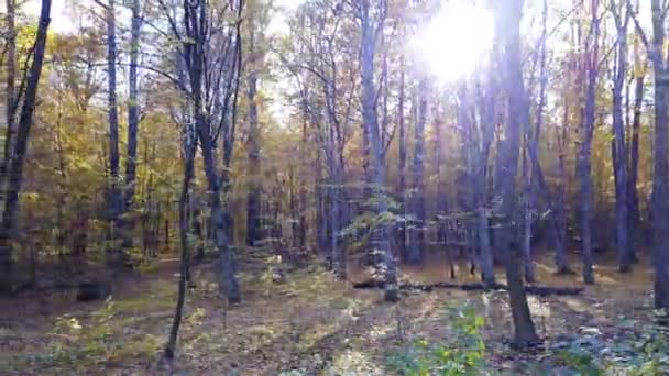 Vista de cerca de los árboles en el bosque con follaje amarillo — Vídeo de stock