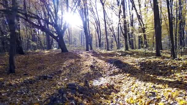Vista ravvicinata della strada nel bosco con alberi ricoperti di fogliame giallo — Video Stock