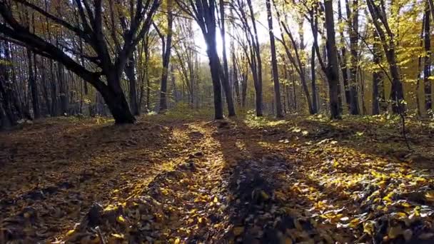 Крупный план дороги в лесу с деревьями, покрытыми желтой листвой — стоковое видео