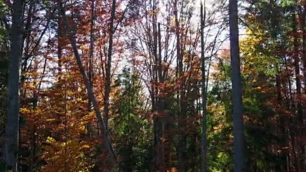 Vista Aérea Del Bosque Con Árboles Cubiertos Follaje Amarillo — Vídeos de Stock