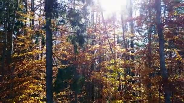 Vue Aérienne Forêt Avec Des Arbres Couverts Feuillage Jaune — Video