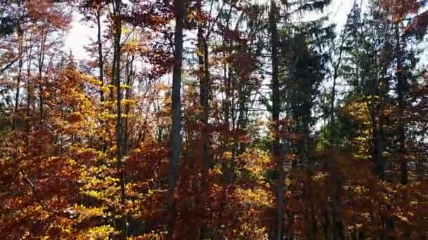 Vue Aérienne Forêt Avec Des Arbres Couverts Feuillage Jaune — Video