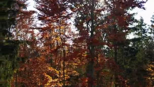 Vista Aérea Del Bosque Con Árboles Cubiertos Follaje Amarillo — Vídeo de stock