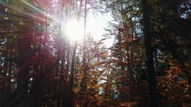 Sarı yapraklar ile havadan görünümü ormanın ağaçları ile kaplı