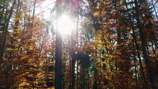 Letecký Pohled Lesní Stromy Pokryté Žluté Listy — Stock video