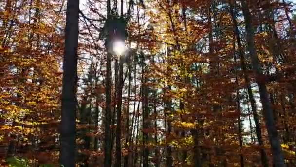 Sarı Yapraklar Ile Havadan Görünümü Ormanın Ağaçları Ile Kaplı — Stok video