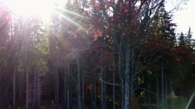 Sarı yapraklar ile havadan görünümü ormanın ağaçları ile kaplı