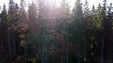 Sarı yapraklar ile havadan görünümü ormanın ağaçları ile kaplı