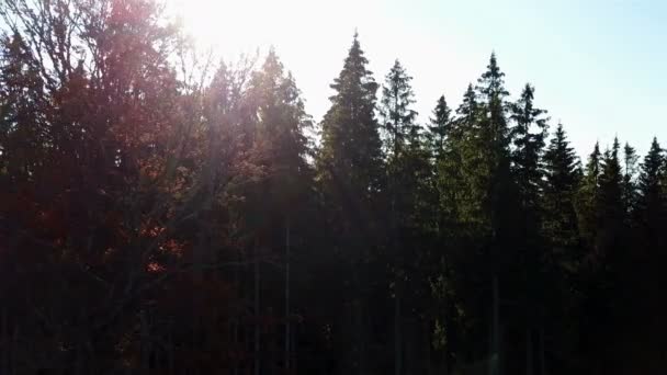 Luftaufnahme Des Waldes Mit Bäumen Die Mit Gelbem Laub Bedeckt — Stockvideo
