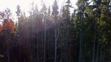 Sarı yapraklar ile havadan görünümü ormanın ağaçları ile kaplı