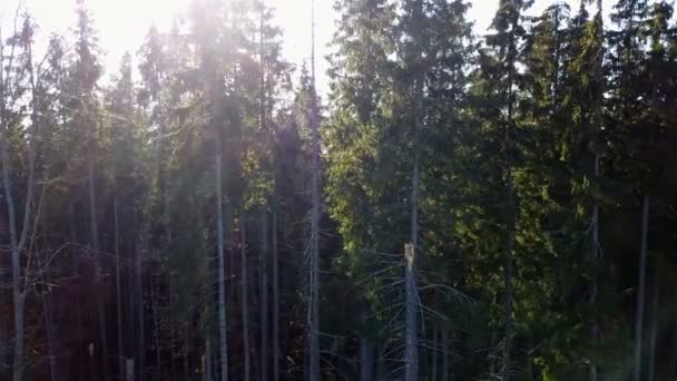 Widok Lotu Ptaka Lasu Drzewa Pokryte Żółta Liści — Wideo stockowe
