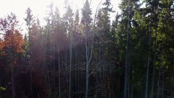 Luchtfoto Van Het Bos Met Bomen Bedekt Met Gele Bladeren — Stockvideo